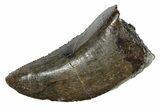 Serrated, Tyrannosaur (Nanotyrannus) Tooth - Montana #350432-1